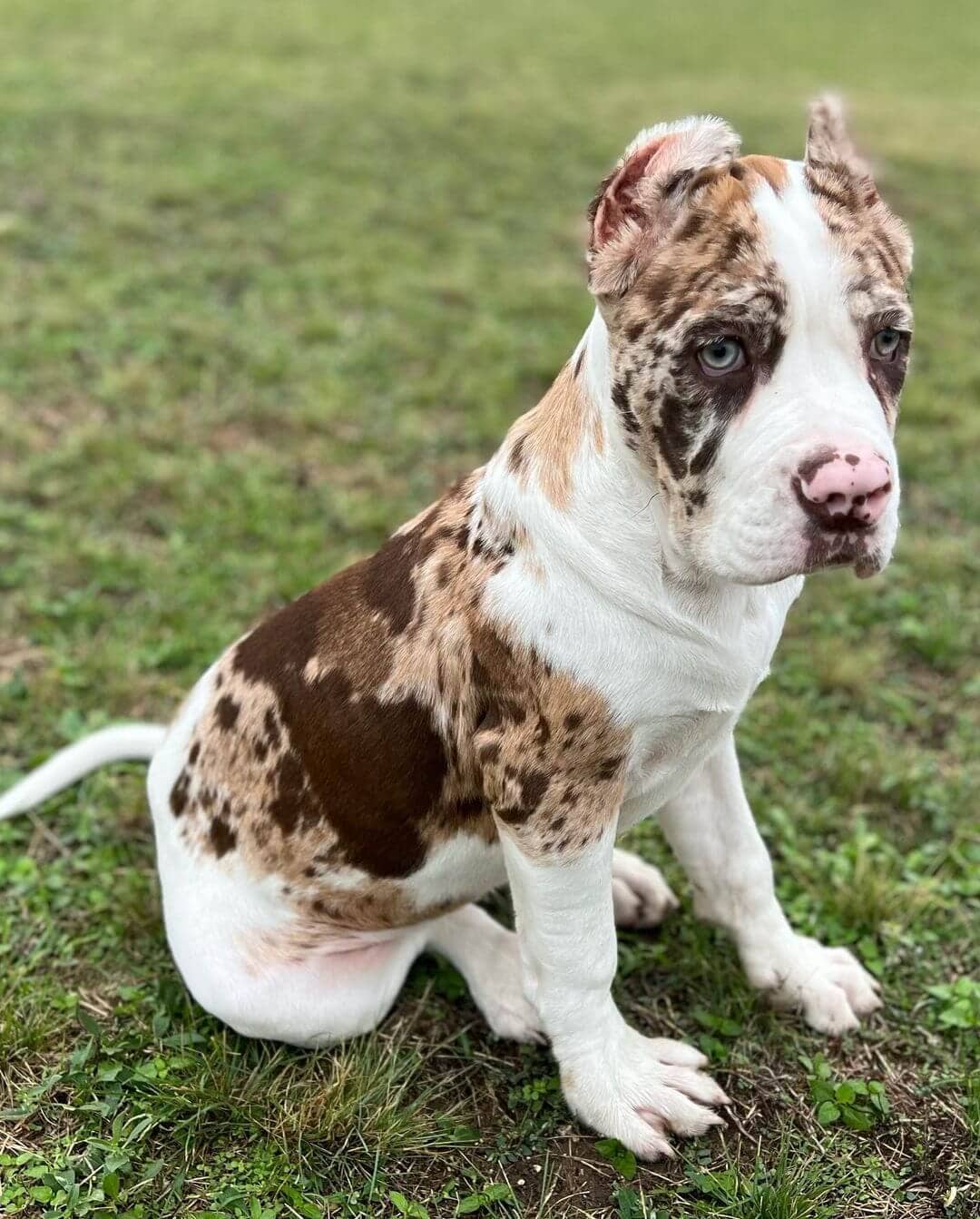  16 Elise female puppy For Sale 