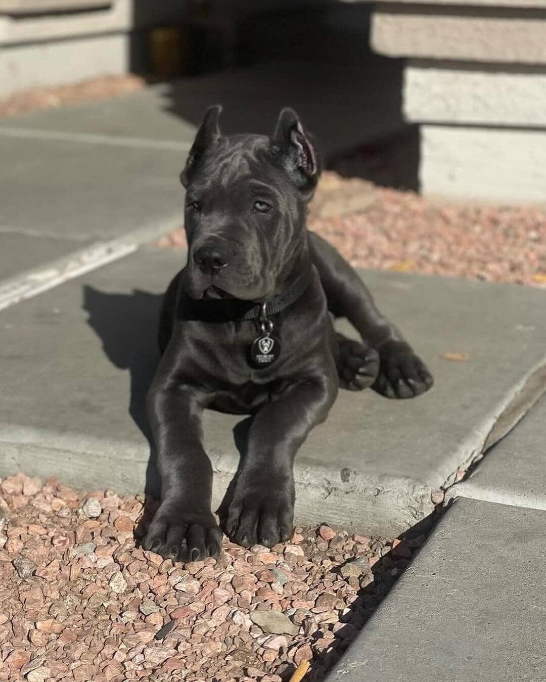  7 Coy male puppy For Sale 