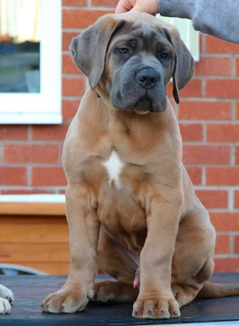  8 Roc male puppy For Sale 